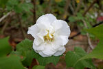 白色木芙蓉花