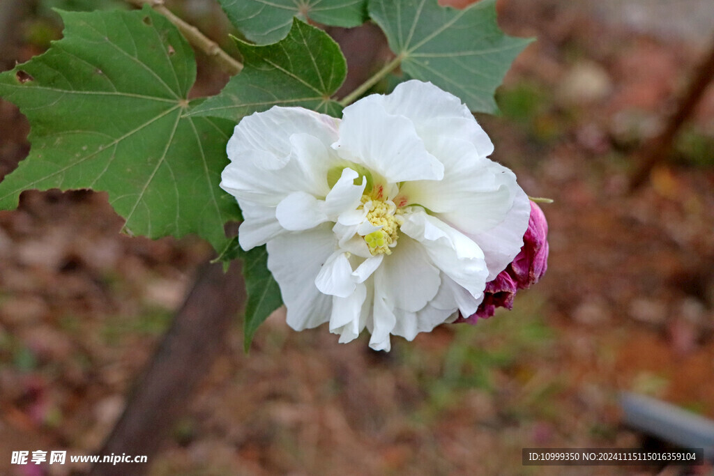 白色木芙蓉花