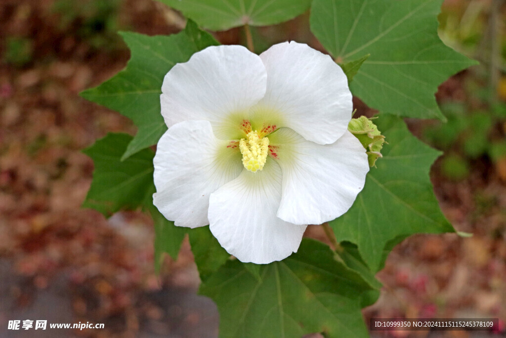 白色木芙蓉花 