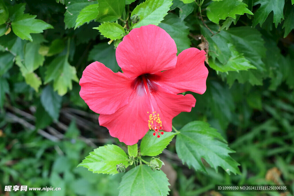 扶桑花