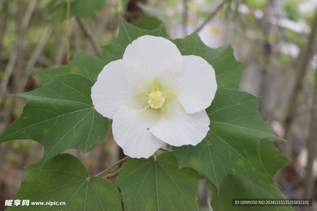 白色木芙蓉花 