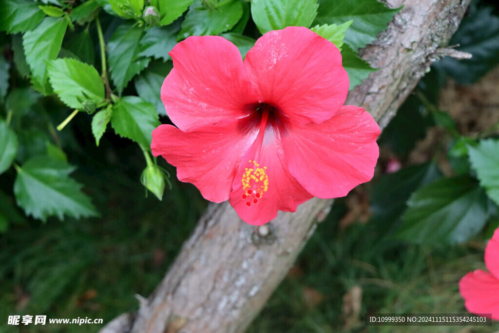 扶桑花