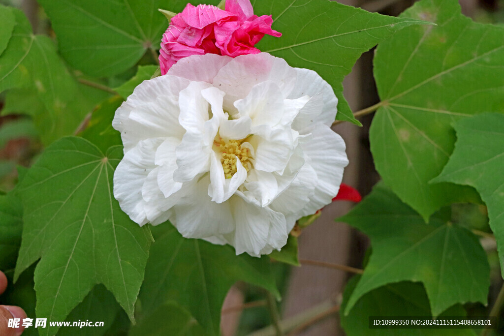 白色木芙蓉花