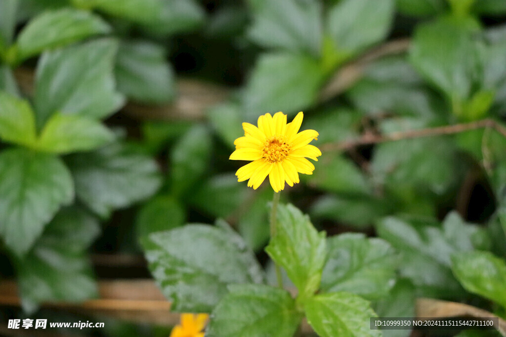 黄色野菊花