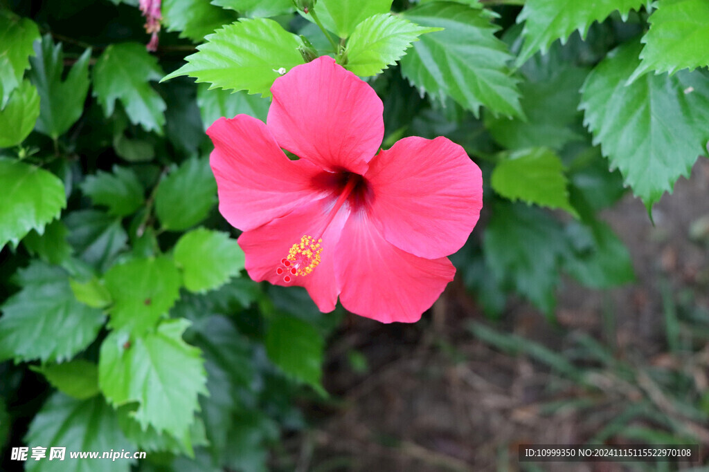 扶桑花