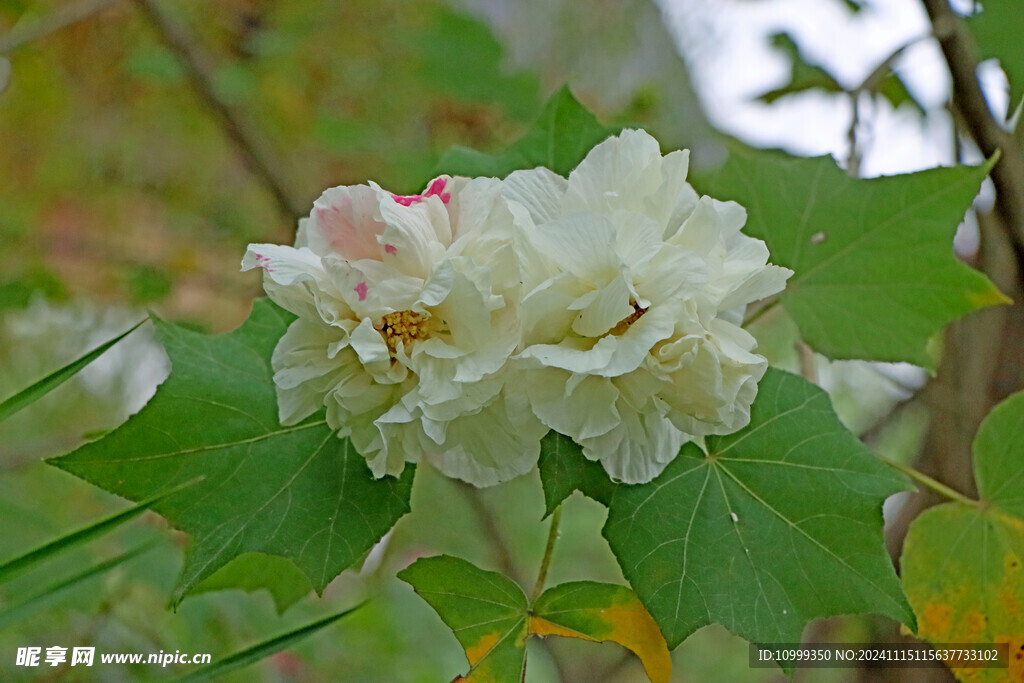 白色木芙蓉花