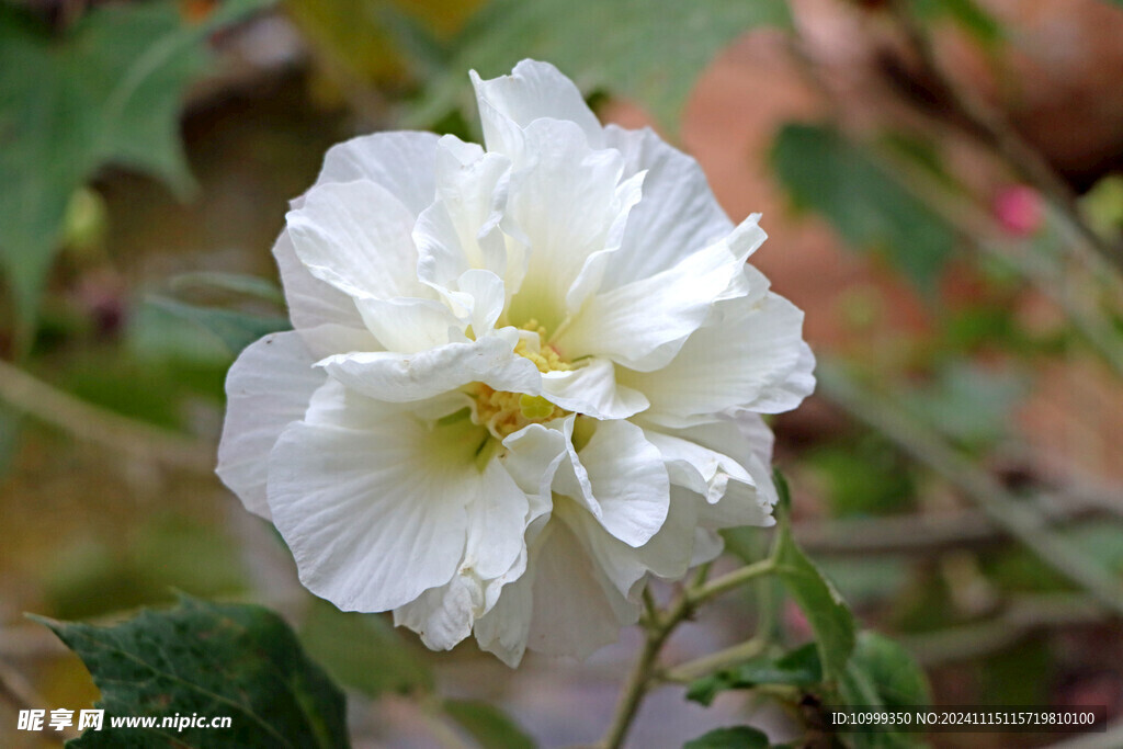 白色木芙蓉花