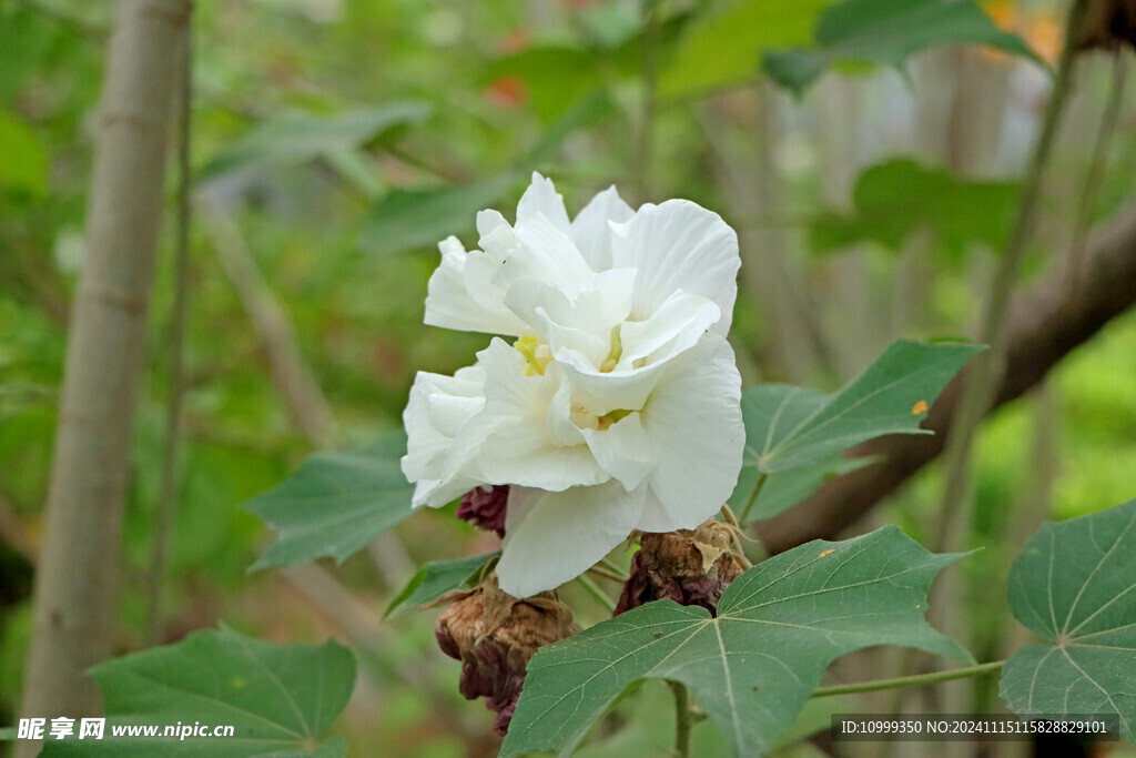 白色木芙蓉花