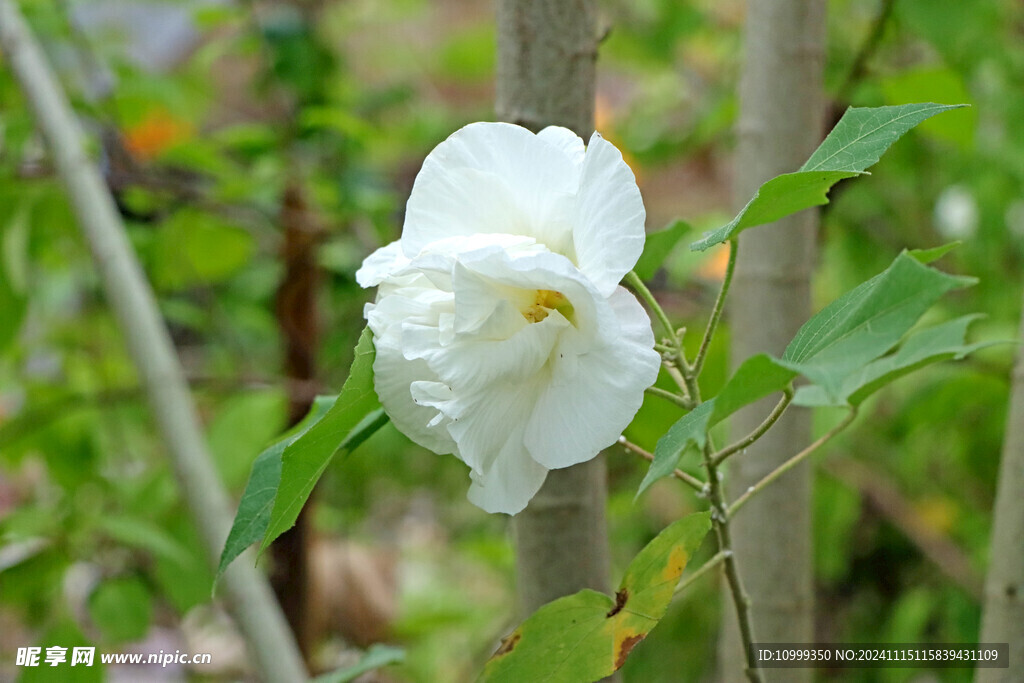 白色木芙蓉花