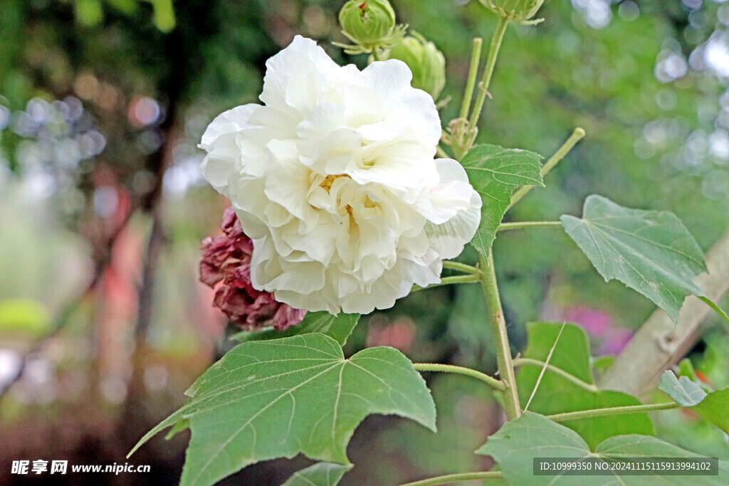 白色木芙蓉花