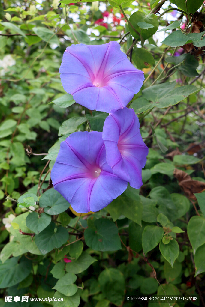 牵牛花