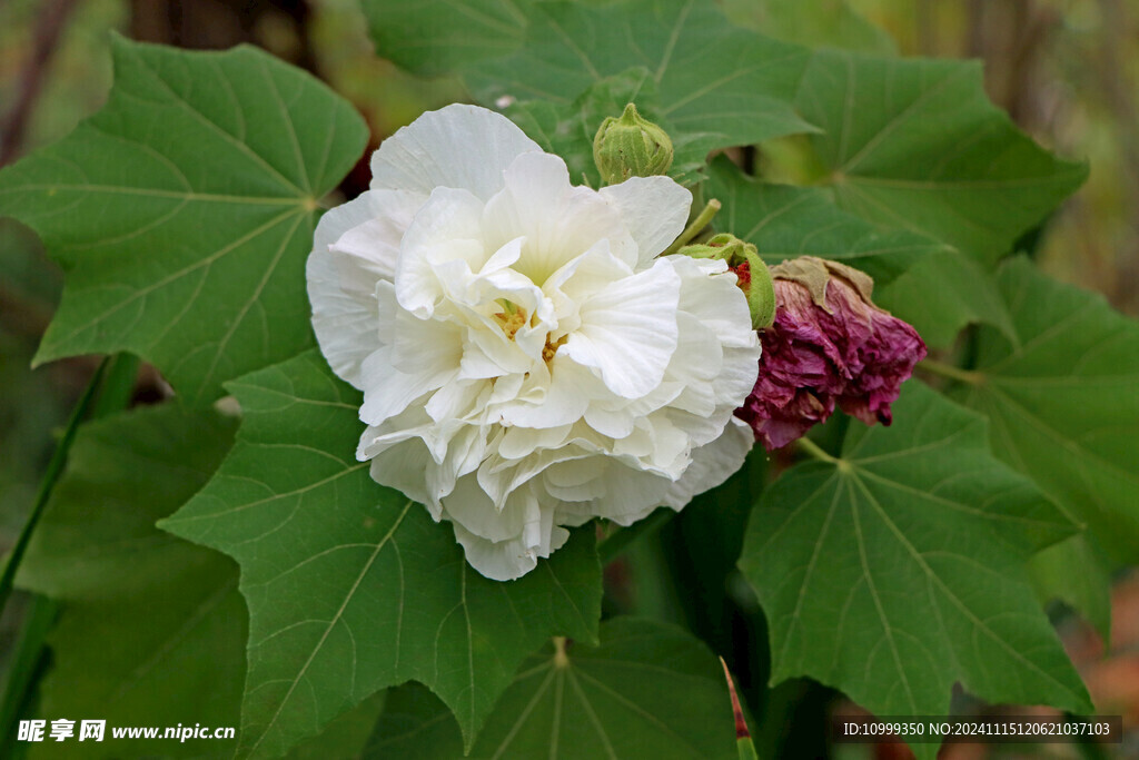 白色木芙蓉花