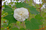 白色木芙蓉花
