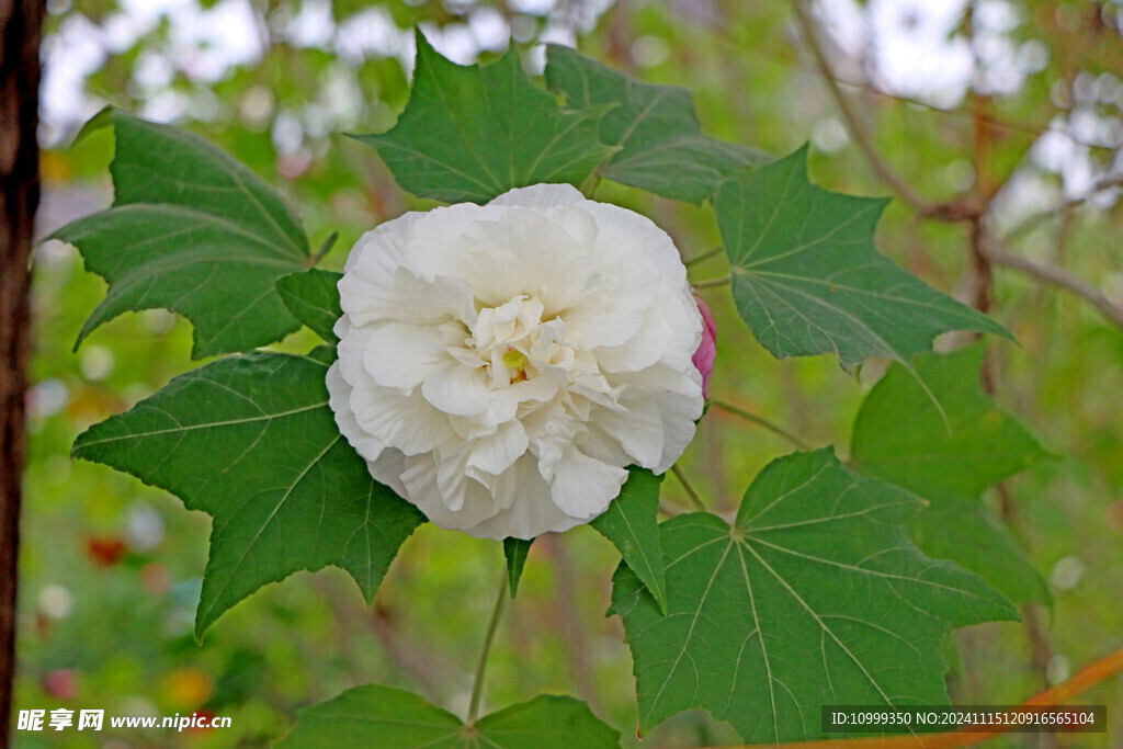 白色木芙蓉花