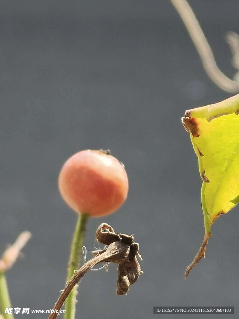 蔷薇果实