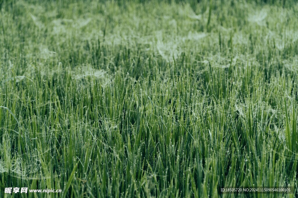 草背景图片