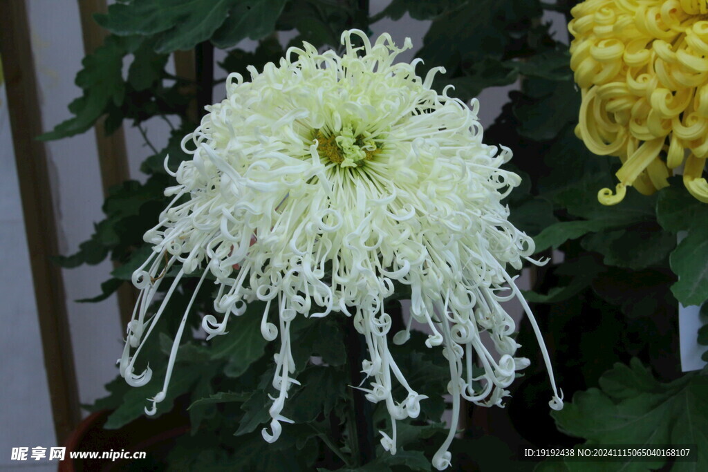 菊花  