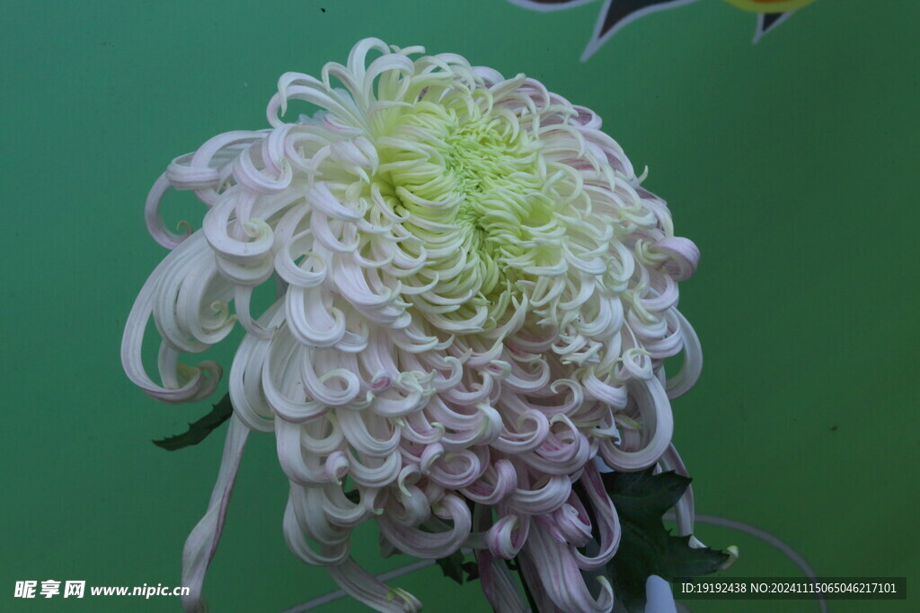 菊花 