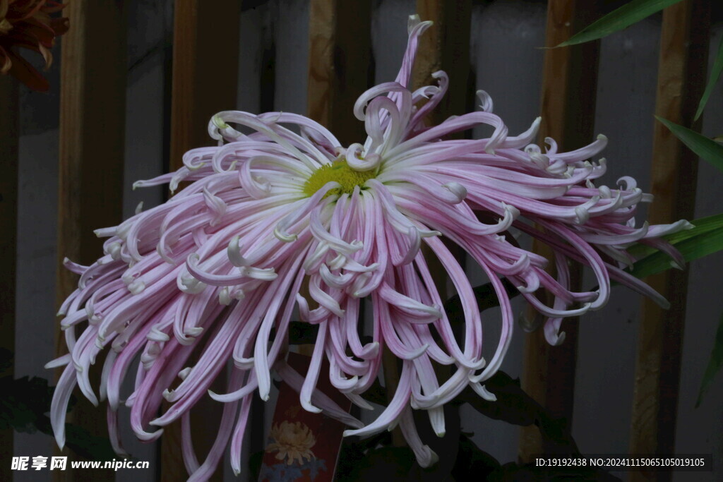 菊花 