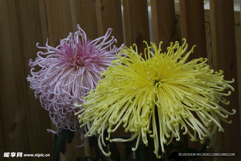 菊花  
