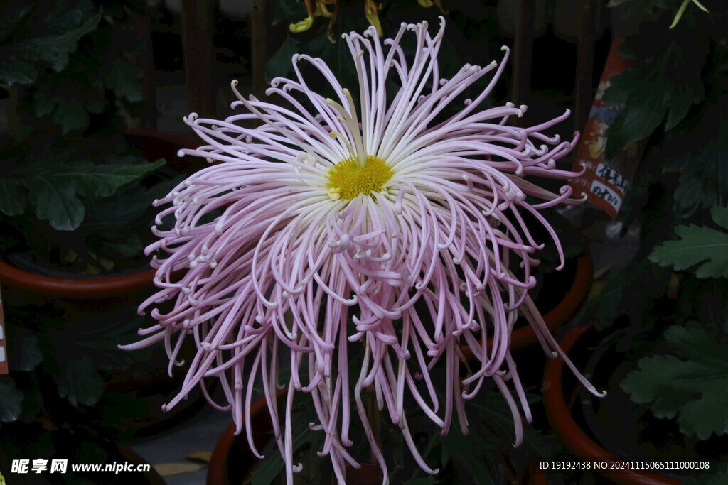 菊花 