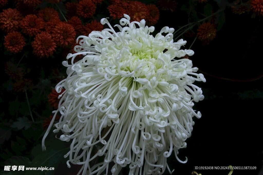 菊花  