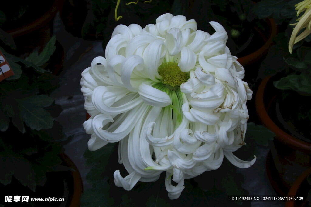 菊花 