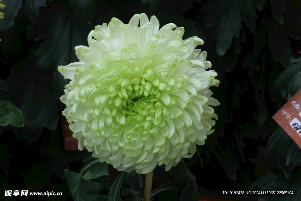 菊花 