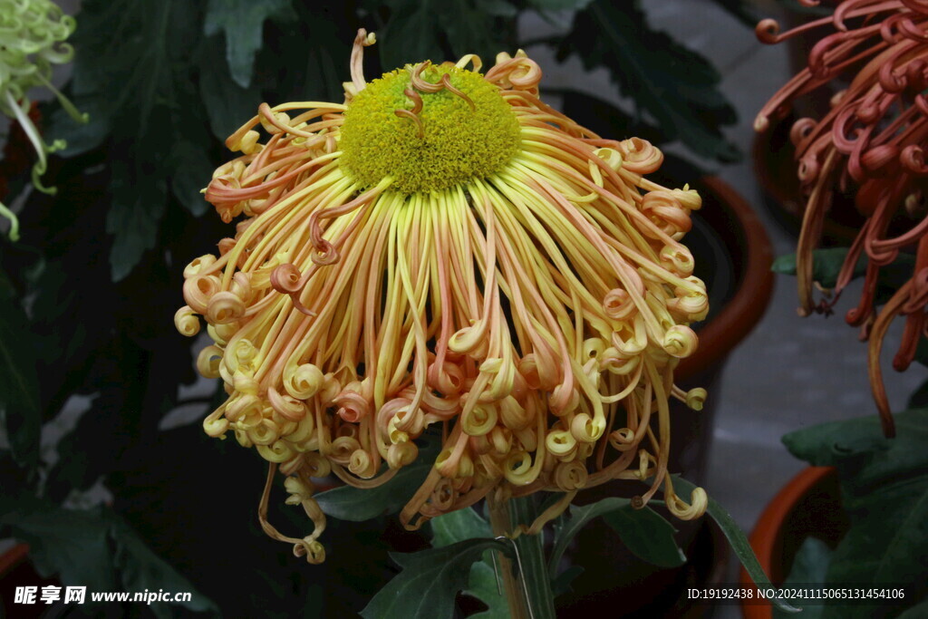 菊花  