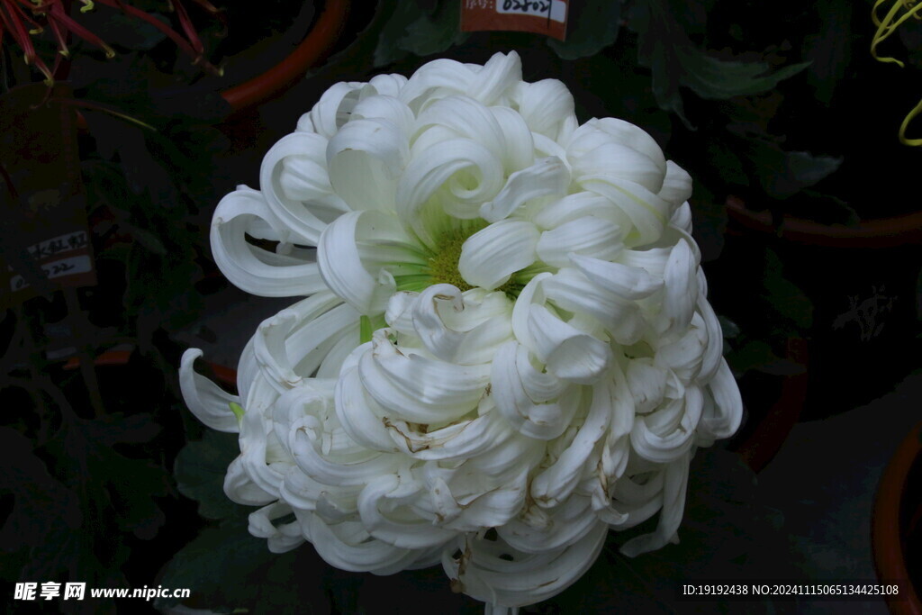 菊花 
