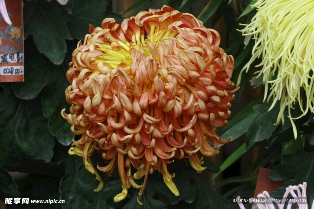 菊花  