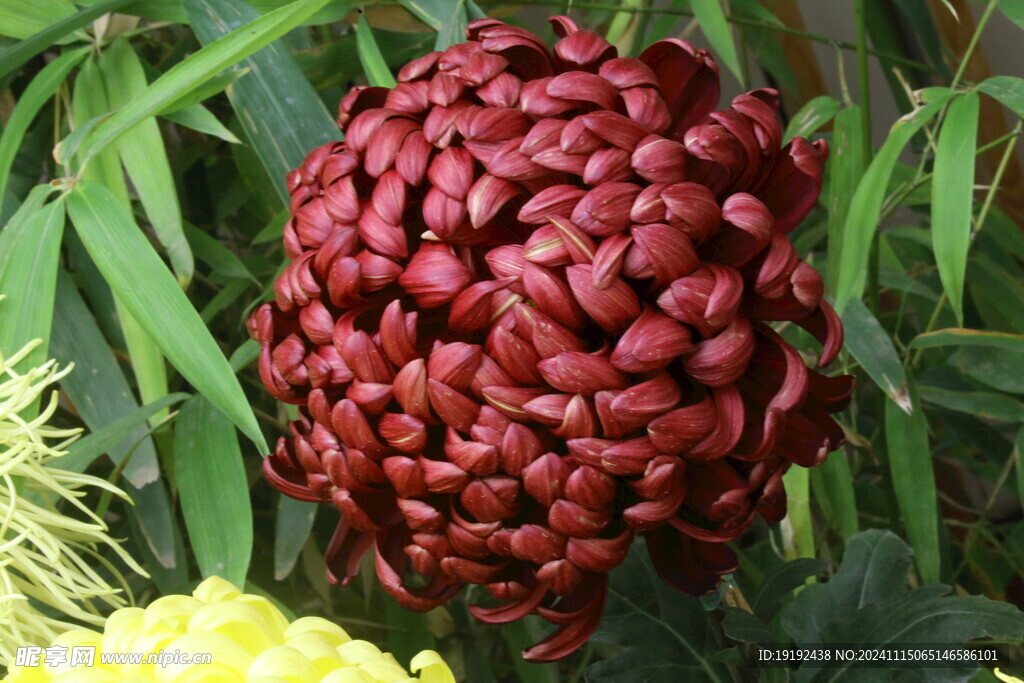 菊花  