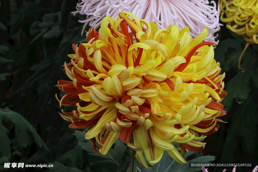 菊花  