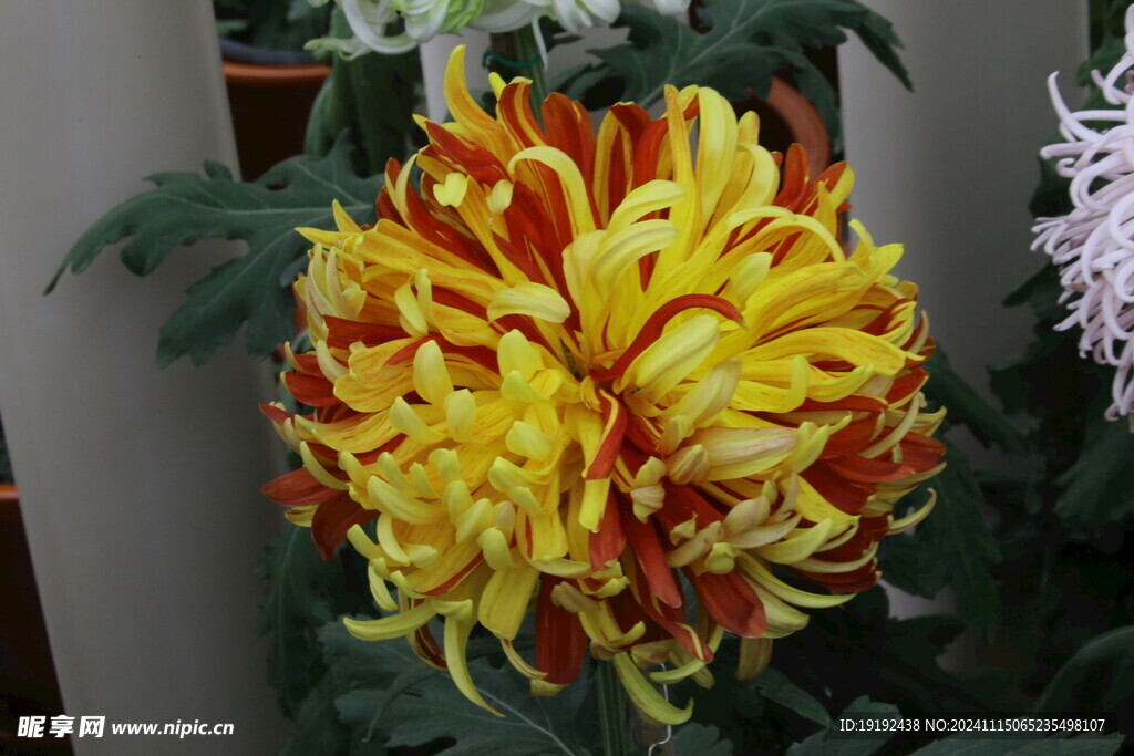 菊花  