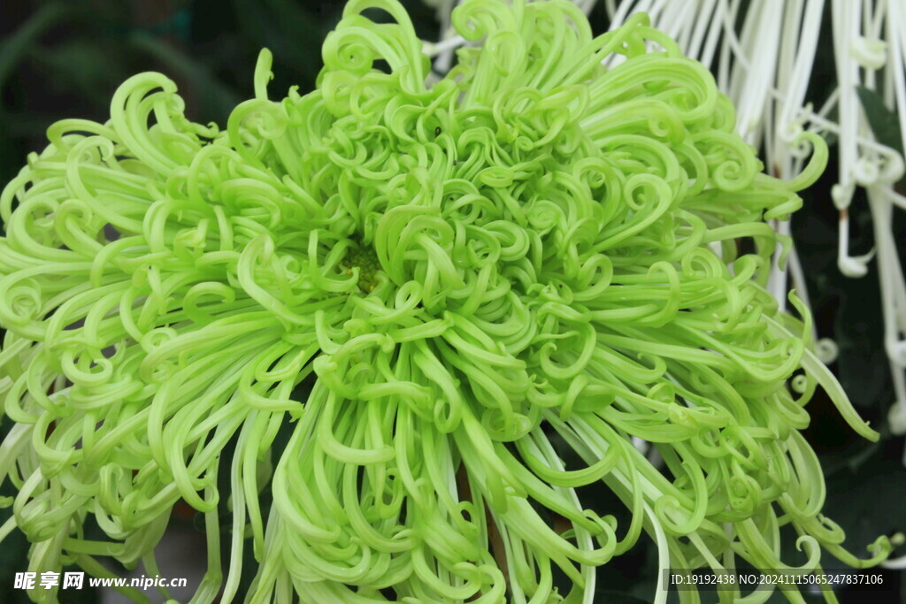 菊花  