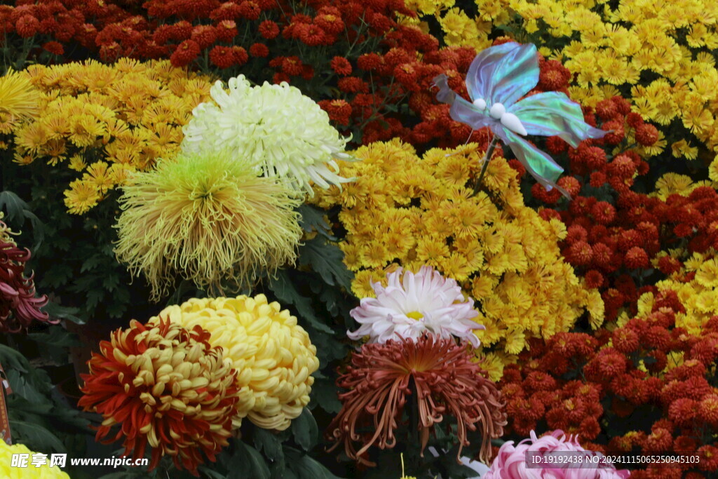 菊花  
