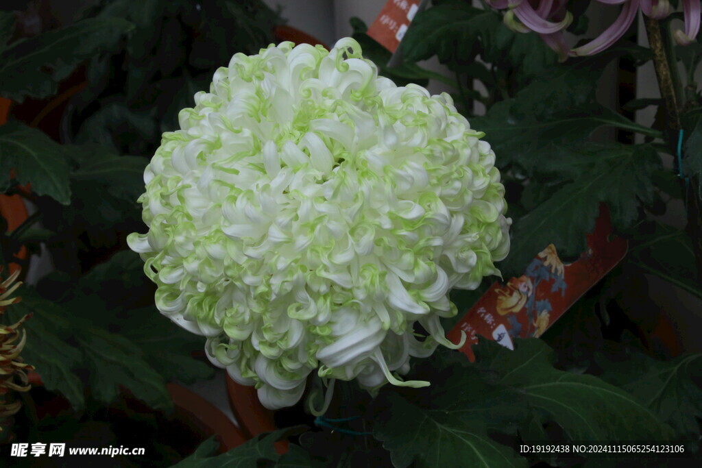 菊花  