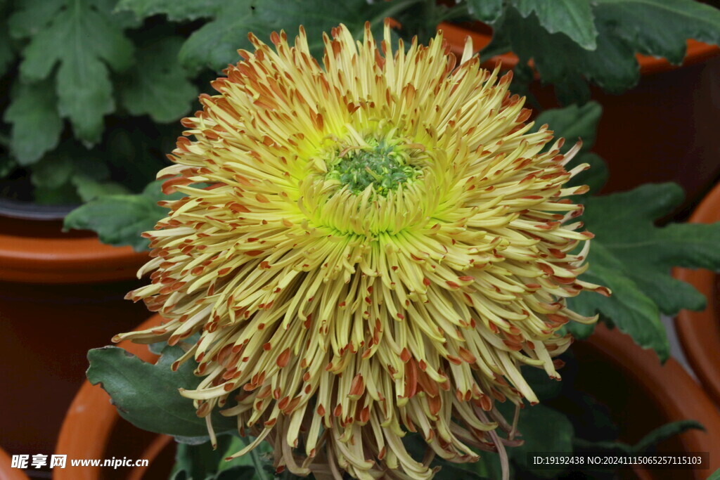 菊花  