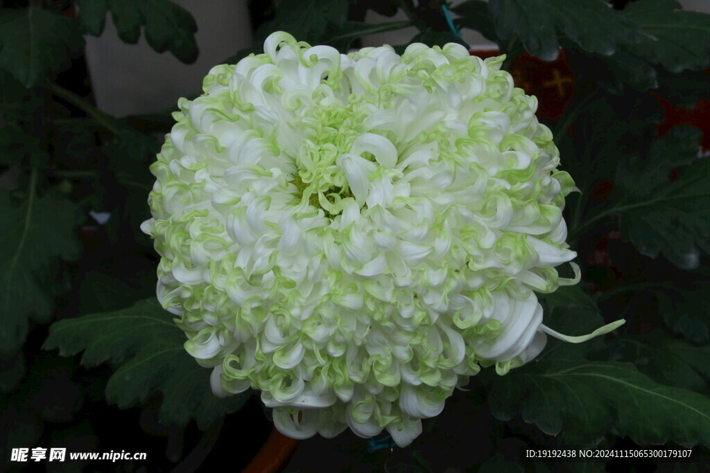 菊花 