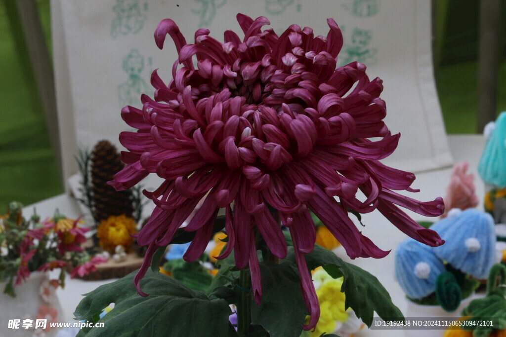 菊花  