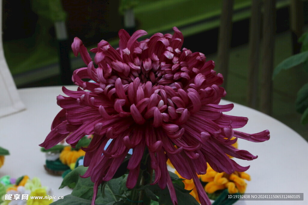 菊花  