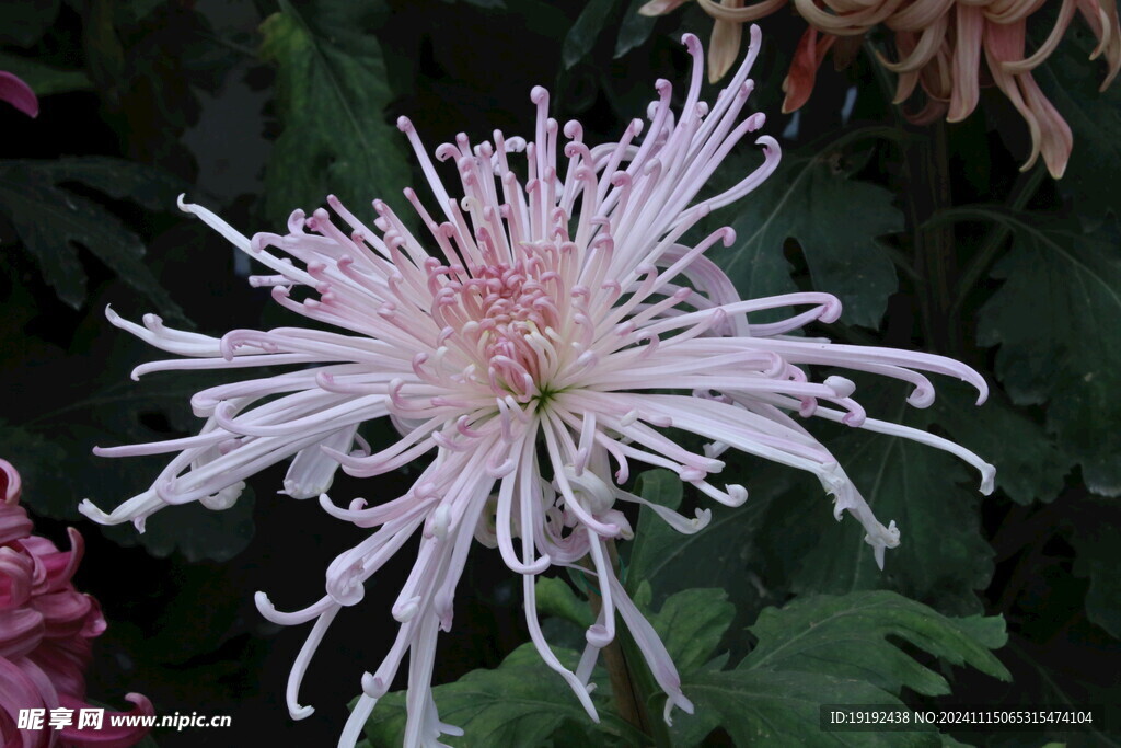 菊花 