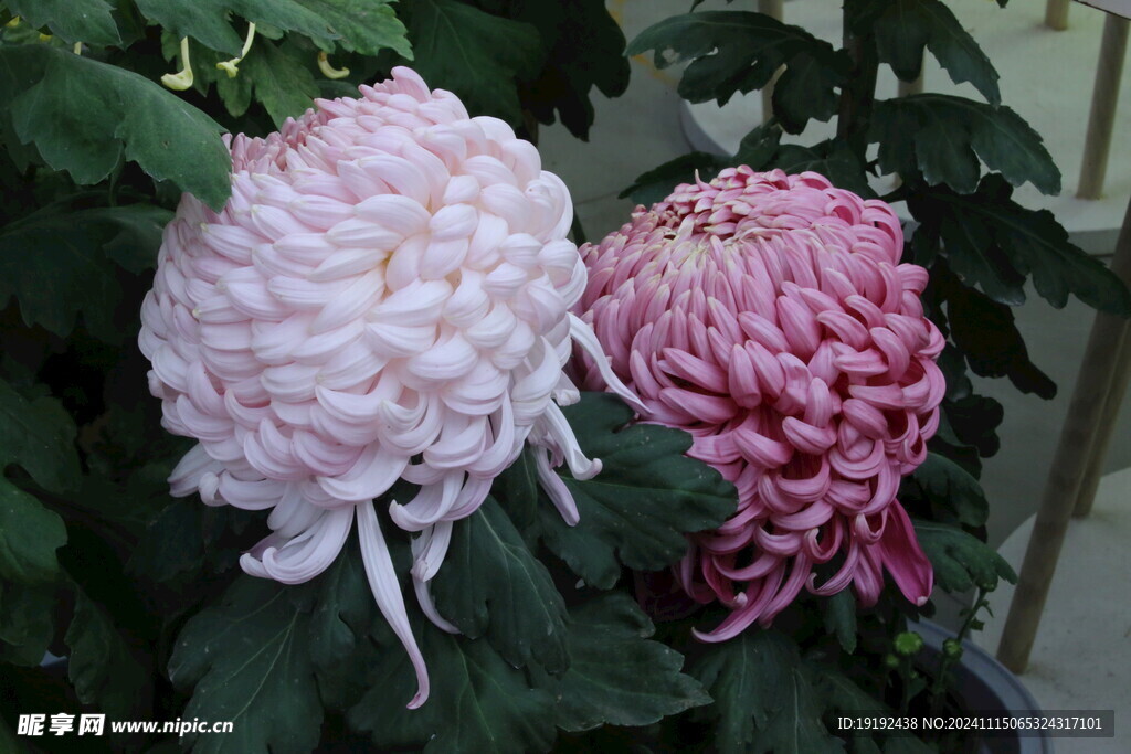 菊花  