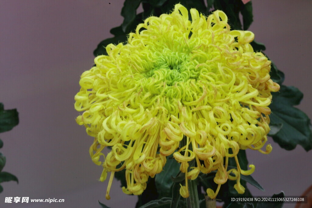 菊花 