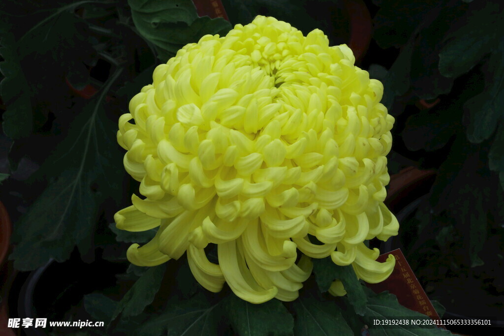 菊花 