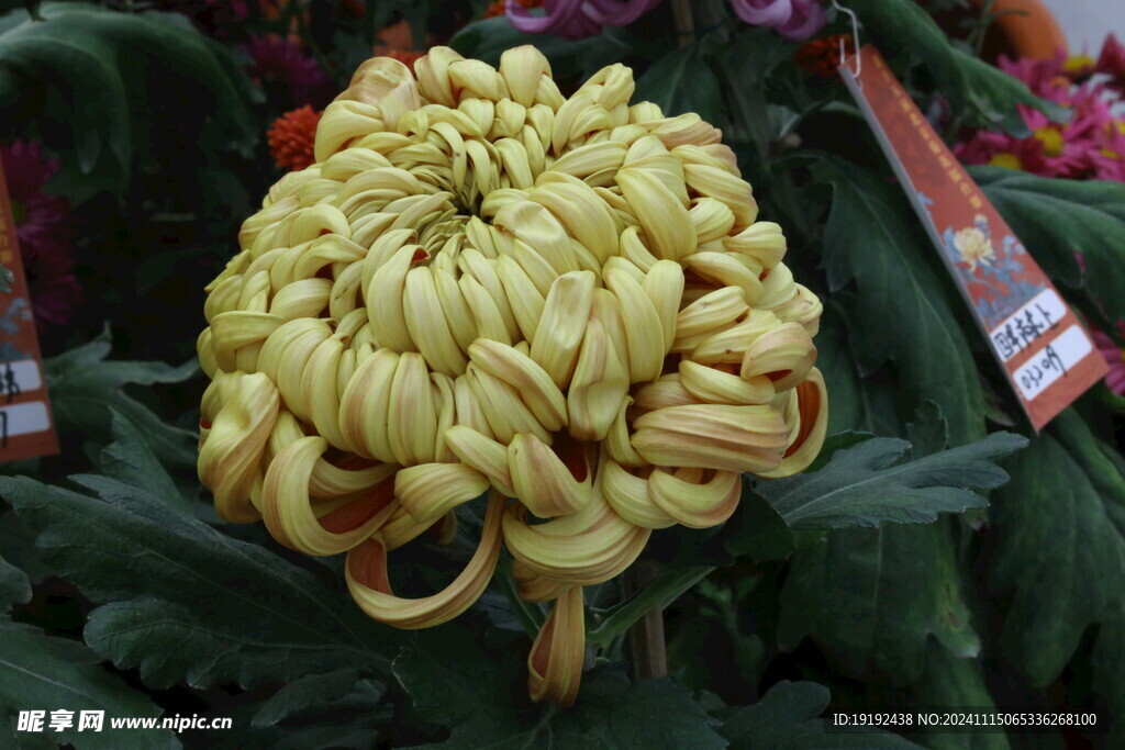 菊花  