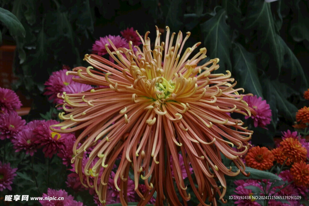菊花 