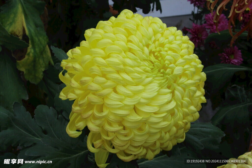 菊花  