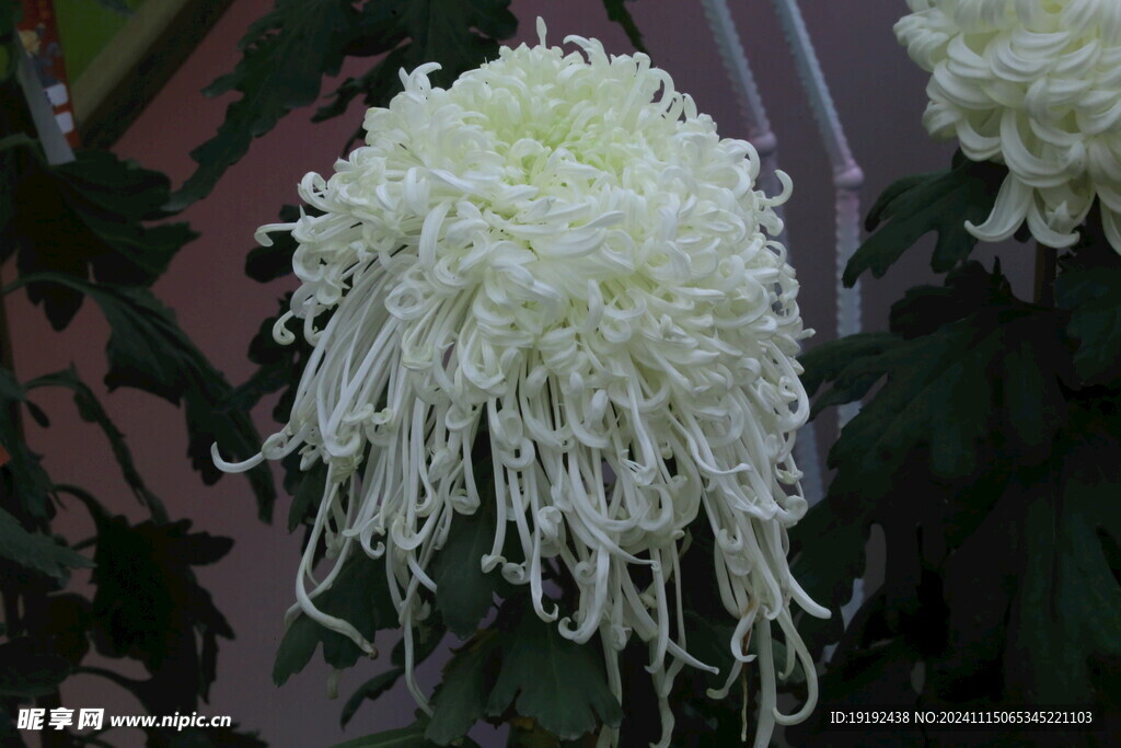 菊花  