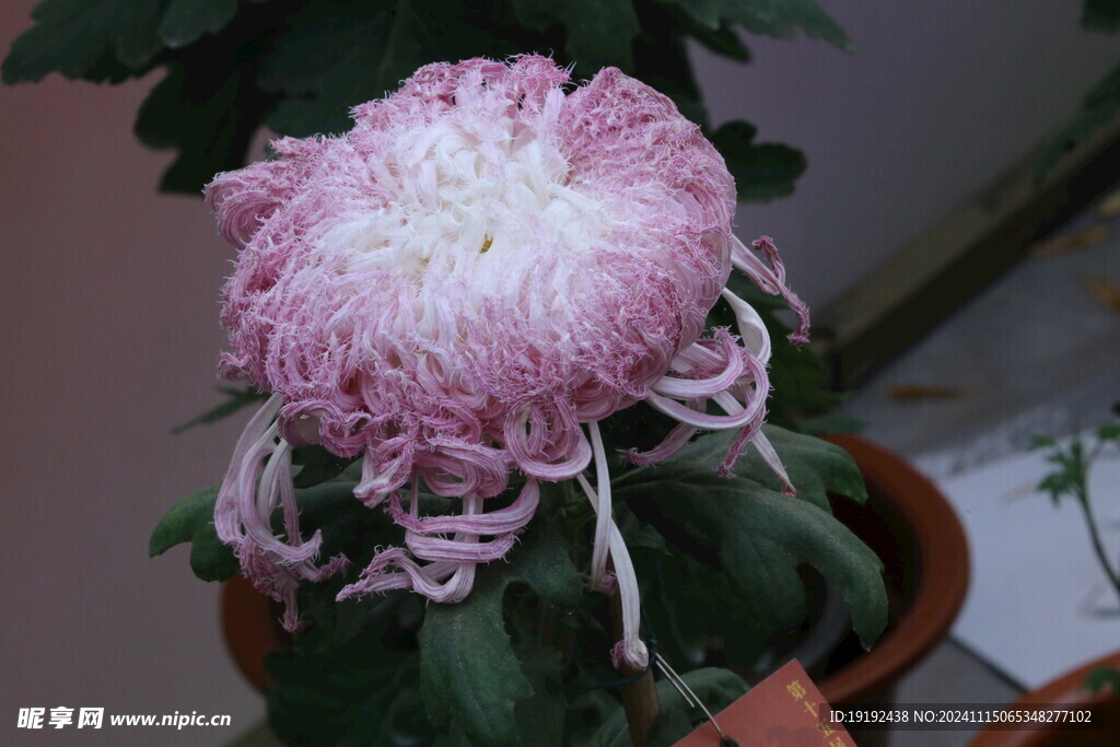 菊花 